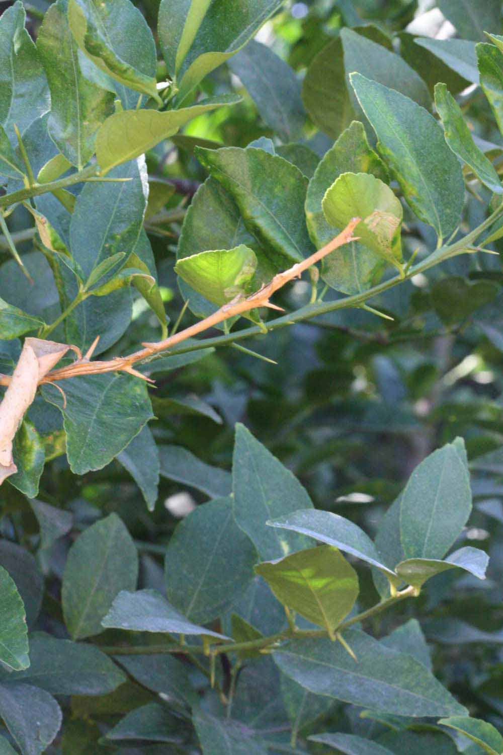              Shade leaves (Riverside, CA)       